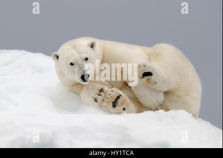 Orso polare (Ursus maritimus) appoggiato su ghiaccio. Svalbard, Norvegia. Specie in via di estinzione. Foto Stock