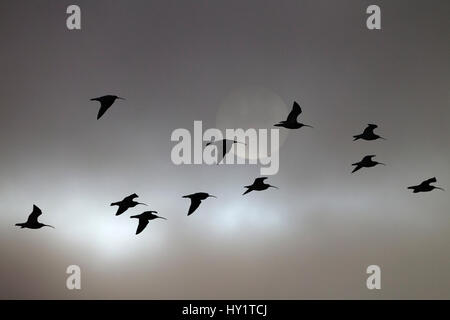 (Curlews Numenius arquata) gregge in volo di sera, UK. Marzo. Foto Stock