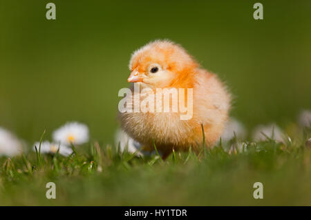 Pollo DOMESTICO (Gallus gallus domesticus) appena tratteggiato pulcino di giorno in piedi tra le pedane. UK, Marzo. Foto Stock