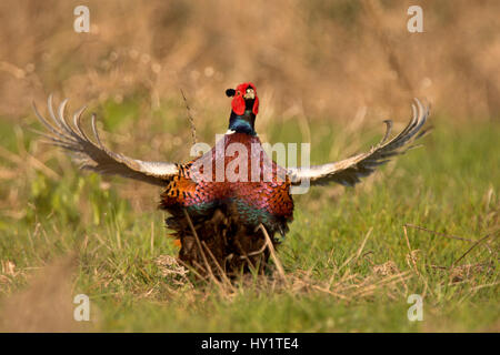 Fagiano (Phasianus colchicus) maschio visualizzando il Galles, UK Marzo Foto Stock