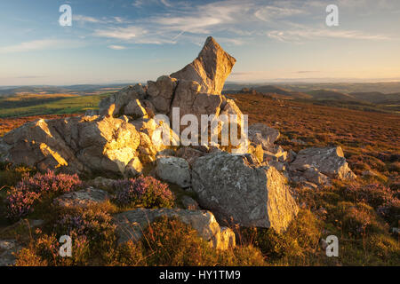 Sperone di roccia formata di quarzite Ordovician su Stiperstones Ridge, con la fioritura Heather (Calluna vulgaris), Stiperstones Riserva Naturale Nazionale, Shropshire, Inghilterra, Regno Unito, Agosto 2012. Foto Stock