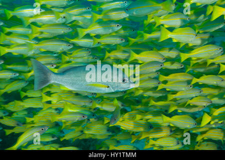 Una scuola di tonno obeso snapper (Lutjanus lutjanus) con uno Blacktail Snapper (Lutjanus fulvus) in primo piano la Grande Barriera Corallina, Australia Foto Stock