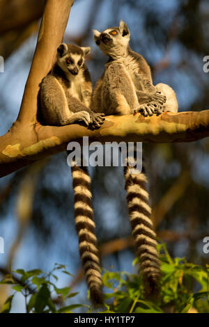 Ringtail lemuri (Lemur catta) seduto sul ramo. Madagascar. Foto Stock