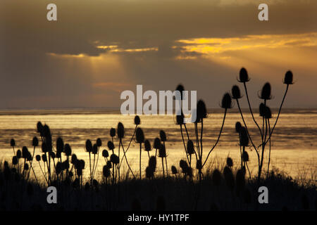 (Teasel Dipsacus fullonum) teste di seme a Snettisham, il lavaggio in sole serale con la bassa marea, Norfolk, Regno Unito, maggio Foto Stock