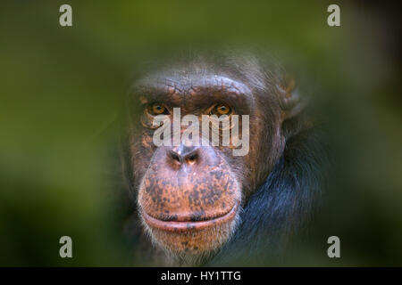 Uno scimpanzé (Pan troglodytes) ritratto, captive, lascia aggiunto digitalmente. Foto Stock