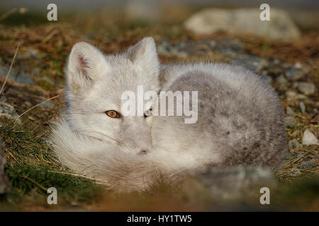 Arctic Fox (Alopex lagopus) avvolto a ricciolo, riposo, durante la muta dal grigio estate pelliccia di bianco invernale. Dovrefjell National Park, Norvegia, settembre. Dovrefjell National Park, Norvegia, settembre. Foto Stock