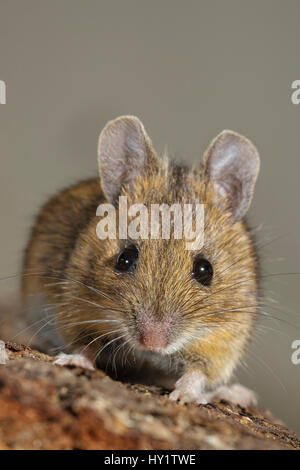 Casa mouse (Mus musculus) close-up verticale. La Norvegia meridionale. Gennaio. Foto Stock