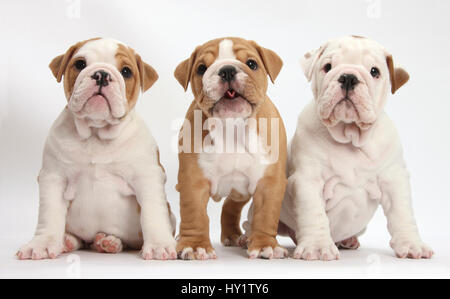 Tre cuccioli bulldog, contro uno sfondo bianco Foto Stock
