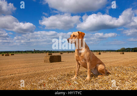 Giallo Labrador retriever in seduta cornfield, UK, Agosto. Foto Stock