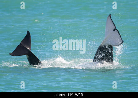 Orca balene (Orcinus orca) due immersioni con le pinne caudali al di fuori dell'acqua. Punta Norte Riserva Naturale, Penisola Valdes, Chubut Provincia, Patagonia Argentina Foto Stock