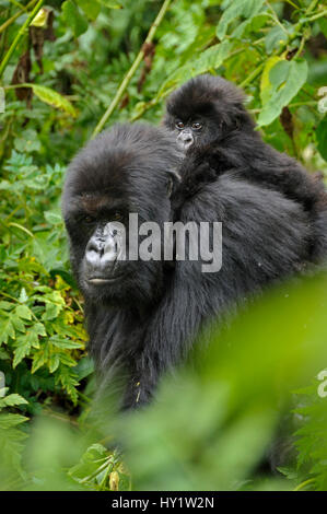 Gorilla di Montagna (Gorilla beringei beringei) madre bambino portando il Ruanda, Africa. Foto Stock
