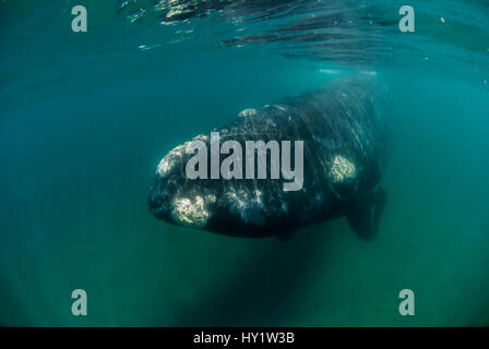 Balena Franca Australe (Eubalaena australis) subacqueo, Penisola di Valdes, Chubut, Patagonia, Argentina. Foto Stock