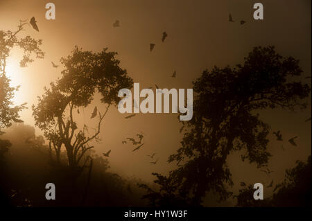 Di colore paglierino volpi volanti (Eidolon helvum) tornando al posatoio diurno di sunrise. Kasanka National Park, Zambia. Foto Stock