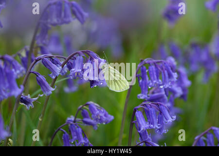 Verde-bianco venato (Sarcococca napi) poggiante su bluebell (Hyacinthoides non scripta) in condizioni di bagnato. Regno Unito, Aprile. Foto Stock