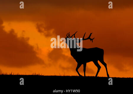 Il cervo (Cervus elaphus) stag chiamando, Wales, Regno Unito. Settembre. Prese a Deer Park Foto Stock