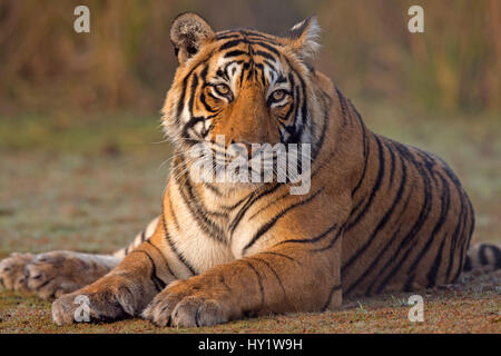 Tigre del Bengala (Panthera tigris tigris) femmina &#39;T19 Krishna&#39; seduta, Ranthambhore National Park, India. Foto Stock