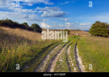 La Ridgeway, lunga distanza percorso e Chiltern Downland, Ivinghoe colline, Buckinghamshire, UK, luglio 2014. Foto Stock