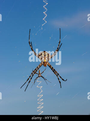 Golden Orb web spider Nephila (sp) femmina con maschio più piccoli, riserva centrale del Kalahari, in Botswana. Foto Stock