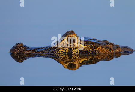 Caimano Yacare (yacare Caimano) giacenti in acqua con riflesso perfetto, Pantanal, Brasile. Foto Stock