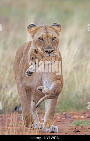 Leone africano (Panthera leo) porta femmina giovane cub. Masai Mara, Kenya, Africa. Agosto. Foto Stock