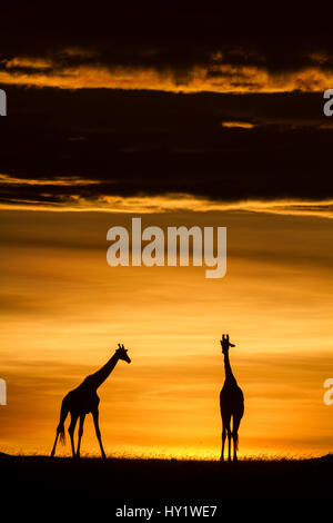 Masai giraffe (Giraffa camelopardalis tippelskirchi) coppia di sunrise. Masai-Mara Game Reserve, in Kenya. Foto Stock