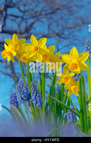 Uva giacinti (Muscari e narcisi (Narcissus sp) in fiore, Norfolk, Regno Unito, Marzo. Foto Stock