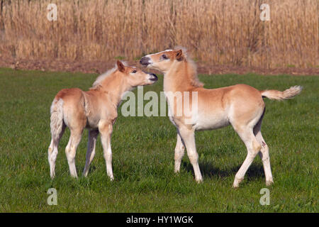 Puledri avelignesi in esecuzione in prato, Austria. Foto Stock