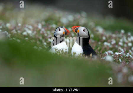 I puffini (Fratercula) visualizzazione. Isola di Skomer, Wales, Regno Unito. Aprile. Foto Stock