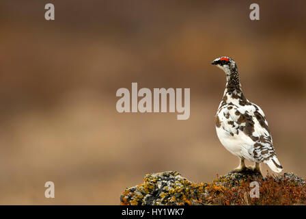 Pernice bianca (Lagopus muta) maschio. L'Islanda. Giugno . Foto Stock