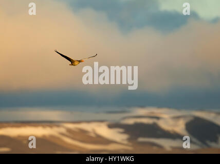 Graylag goose (Anser anser) in volo. L'Islanda. Giugno. Foto Stock