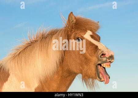 Cavallo islandese mostra risposta flehmen, Islanda. Luglio. Foto Stock