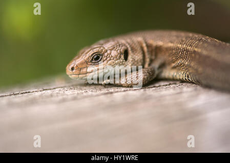 O vivipara lucertola comune (Lacerta vivipara) crogiolarsi su legno, Meeth, Devon, Regno Unito. Giugno. Foto Stock