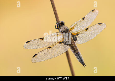Quattro-spotted chaser dragonfly (Libellula quadrimaculata) appoggiato sul gambo reed, Early Morning Light, Devon, Regno Unito. Maggio. Foto Stock