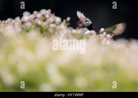 Atlantic puffin (Fratercula arctica) tra mare campion (Silene maritima), Skomer Island, Pembrokeshire, Regno Unito. Maggio. Foto Stock