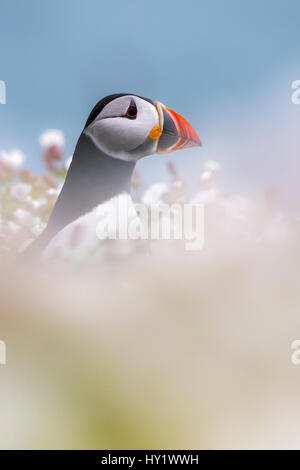 Atlantic puffin (Fratercula arctica) tra mare campion (Silene maritima), Skomer Island, Pembrokeshire, Regno Unito. Maggio. Foto Stock