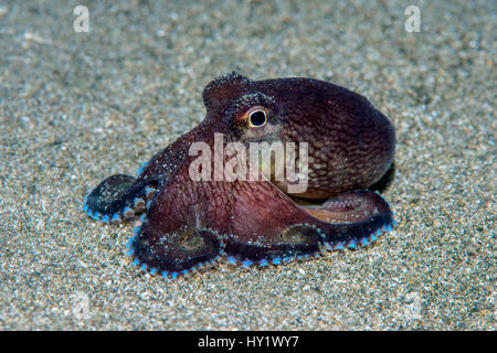 Polpo venato (Amphioctopus marginatus) diffondere le sue braccia come essa esplora i fondali di notte. Anilao, Batangas, Luzon, Filippine. Verde Isola passaggi, tropicali West Oceano Pacifico. Foto Stock