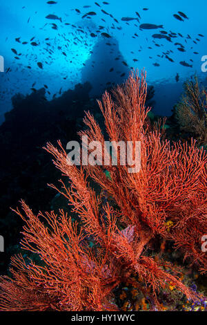 Seafans (Melithaea sp.) che cresce su dropoff, sotto la scuola di pesce. Windows Boo Boo, isole, Misool Raja Ampat, Papua occidentale, in Indonesia. Tropical West Pacific Ocean. Foto Stock