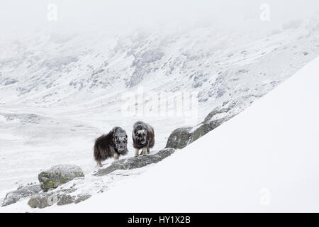 Muskoxen (Ovibos moschatus) in Dovrefjell-Sunndalsfjella Parco Nazionale. Sor-Trondelag, Norvegia. Foto Stock