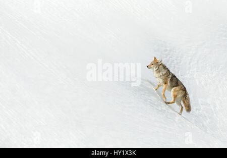 Coyote (Canis latrans) nella neve, Yellowstone. Febbraio Foto Stock