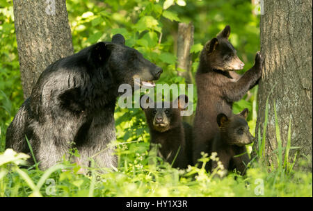 Black Bear (Ursus americanus) femmina e lupetti nel bosco, Minnesota, Stati Uniti d'America. Giugno. Foto Stock