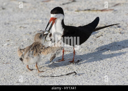 Nero (Skimmer Rynchops niger) adulto Alimentazione di pesci di chick in colonia nidificazione sulla spiaggia superiore del Golfo del Messico a riva. Sarasota, Florida, Stati Uniti d'America. Foto Stock