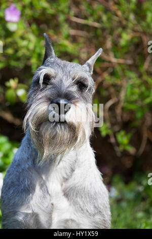 Schnauzer standard in primavera la vegetazione. Branford, Connecticut, Stati Uniti d'America. Foto Stock