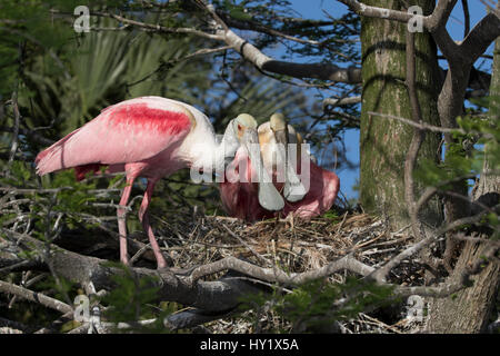 Roseate spatola (Platalea ajaja) coppia al nido. St. Johns County, Florida, Stati Uniti d'America. Foto Stock