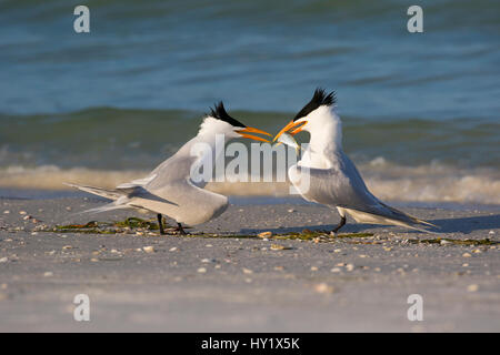 Royal tern (Thalasseus maxima) offrendo pesce femmina come parte di corteggiamento. Chiave di triglie, San Pietroburgo. Florida, Stati Uniti d'America. Foto Stock