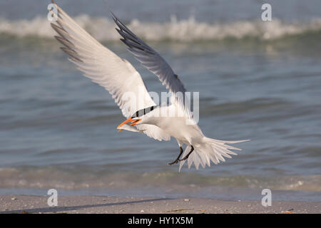 Royal tern (Thalasseus maximus) con pesce, sbarco sulla spiaggia. Chiave di triglie, San Pietroburgo. Florida, Stati Uniti d'America. Foto Stock