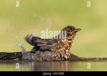 Merlo (Turdus merula) capretti la balneazione in corrispondenza del laghetto in giardino. La Scozia, Regno Unito. Luglio. Foto Stock