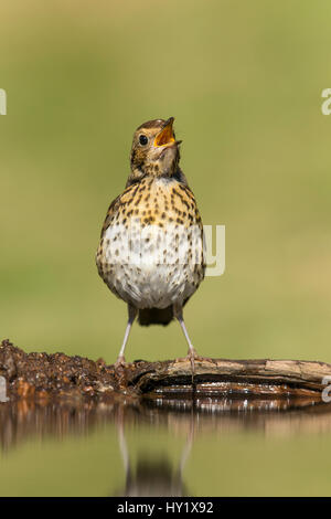 Tordo Bottaccio (Turdus philomelos) capretti drrinking al laghetto in giardino. La Scozia, Regno Unito. Luglio. Foto Stock