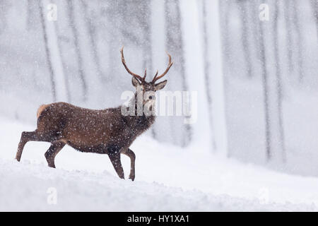 Red Deer cervo (Cervus elaphus) nella coperta di neve pineta in Blizzard. La Scozia, Regno Unito. Dicembre. Foto Stock