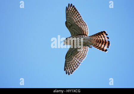 Maurizio gheppio (Falco punctatus) in volo. Maurizio. Specie in via di estinzione. Foto Stock