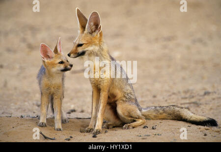 Cape fox madre e cub (Vulpes vulpes chama). Kgalagadi Parco transfrontaliero, Sud Africa. Foto Stock